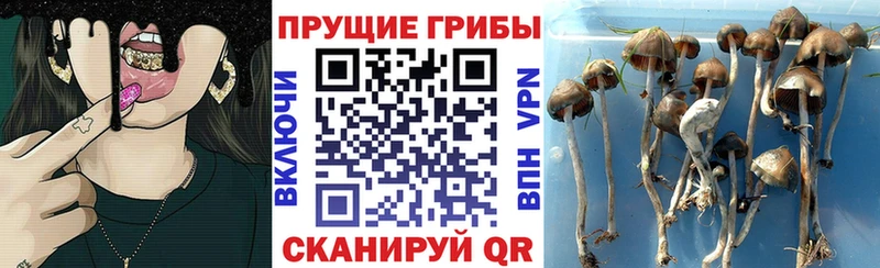 Галлюциногенные грибы Psilocybine cubensis  продажа наркотиков  Чусовой 